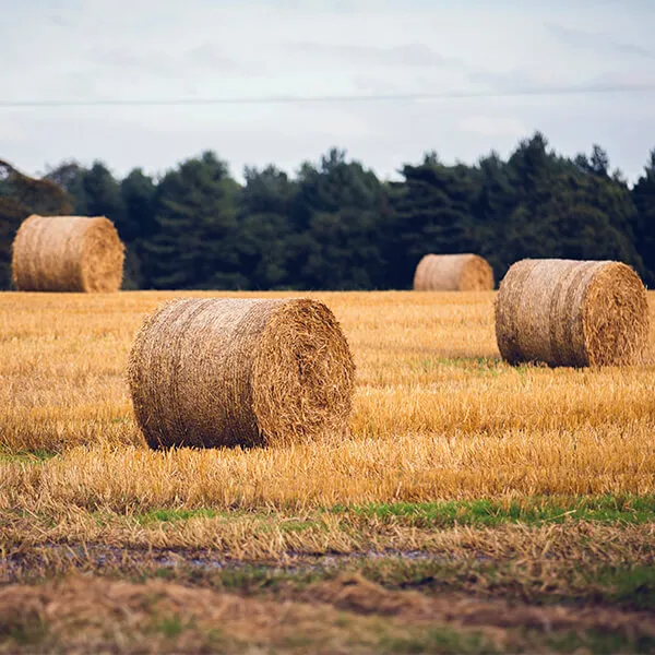 Hay bales in a field. Hay bales in a field.